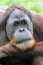 Orangutan looking pensive