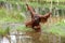 Orangutan male with cheek pads crossing water