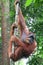Orangutan Male climbing