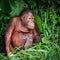 Orangutan Male in Indonesian Borneo