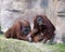 Orangutan Monkey Animal Stock Photos.   Orangutan Monkey animal  couple close-up profile view