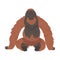 Orangutan Monkey as Arboreal Great Ape with Long Arms Vector Illustration