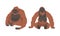 Orangutan Monkey as Arboreal Great Ape with Long Arms Vector Set