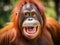 Orangutan monkey close up look at you