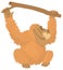 orangutan monkey hang climb tree animal vector illustration transparent background