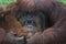 Orangutan monkey mother and her baby hugging each other and sleeping at zoo