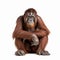 Orangutan monkey thinks, the orangutan sits in a pose of a thinker, close-up, on a white