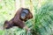 Orangutan mother