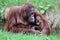 Orangutan mother with baby