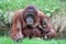 Orangutan mother with baby