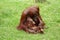 Orangutan mother with baby