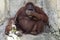 Orangutan Mother & Baby with Blanket