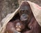 Orangutan - Mother and Baby \'Proud\'