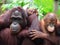 Orangutan mother and child