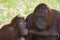 Orangutan - Mother and Daughter