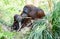 Orangutan mother eating