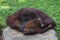 Orangutan mother and her baby hugging each other