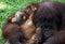 Orangutan mother and her baby at zoo
