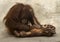 Orangutan Mother Tickles Infant