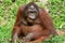 Orangutan in nightsafari chiangmai thailand