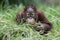 orangutan offspring picking through jungle grass