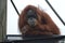 Orangutan in the outdoors during summer