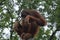 Orangutan in the outdoors during summer