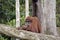 Orangutan picking teeth