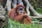 Orangutan (Pongo pygmaeus), Borneo, Indonesia