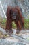 Orangutan or Pongo pygmaeus in the zoo