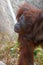 Orangutan or Pongo pygmaeus in the zoo