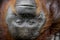Orangutan Portrait.