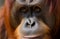 Orangutan portrait animal photo. Generate Ai