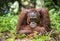 Orangutan Portrait. Bornean orangutan (Pongo pygmaeus) in the wild nature.