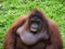 Orangutan portrait picture