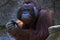 Orangutan Portrait. Portrait of the adult male of the adult orangutan in the zoo