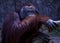 Orangutan Portrait. Portrait of the adult male of the adult orangutan in the zoo