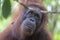 Orangutan in the primary rainforest Borneo
