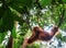 Orangutan relaxing in sumatra gunung leuser park in indonesia