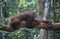 Orangutan resting on branch in forest