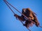 Orangutan On Ropes Against Blue Sky, National Zoo