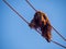 Orangutan On Ropes Against Blue Sky, National Zoo