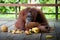 Orangutan in Sarawak in a deep forest