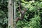 Orangutan, Sepilok Orangutan Rehabilitation Centre, Sandakan, Sabah, Borneo, Malaysia