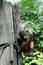 Orangutan, Sepilok Orangutan Rehabilitation Centre, Sandakan, Sabah, Borneo, Malaysia