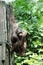 Orangutan, Sepilok Orangutan Rehabilitation Centre, Sandakan, Sabah, Borneo, Malaysia