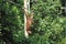 Orangutan, Sepilok Orangutan Rehabilitation Centre, Sandakan, Sabah, Borneo, Malaysia