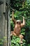 Orangutan, Sepilok Orangutan Rehabilitation Centre, Sandakan, Sabah, Borneo, Malaysia