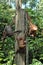 Orangutan, Sepilok Orangutan Rehabilitation Centre, Sandakan, Sabah, Borneo, Malaysia