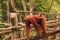 Orangutan in the Singapore Zoo